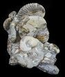 Hoploscaphites Ammonite Cluster - South Dakota #60240-2
